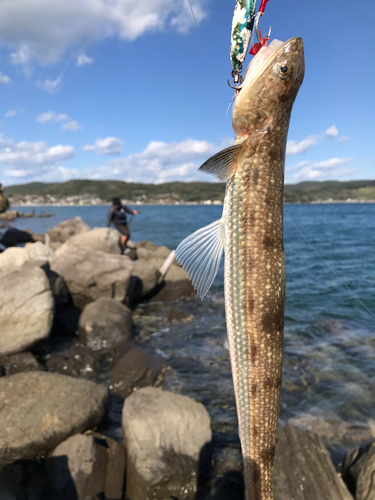 エソの釣果