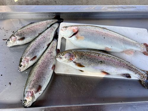 サクラマスの釣果
