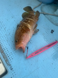 キジハタの釣果