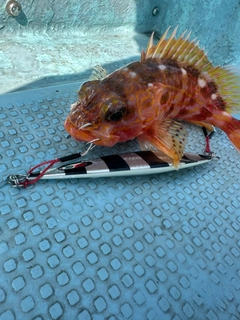 アヤメカサゴの釣果