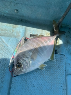カイワリの釣果