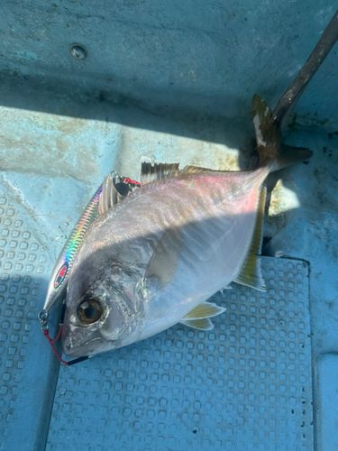 カイワリの釣果