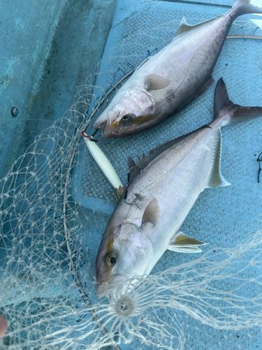 ネリゴの釣果