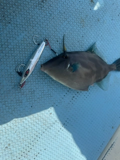 ウマヅラハギの釣果