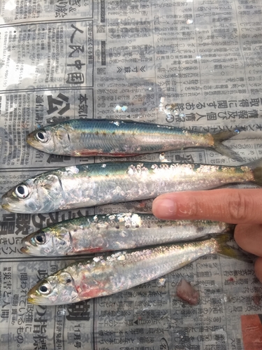 イワシの釣果