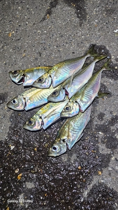 アジの釣果
