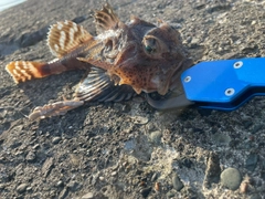 ギスカジカの釣果