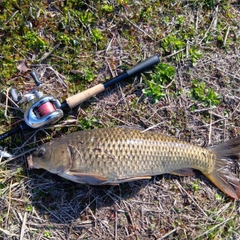 コイの釣果
