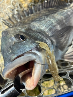 チヌの釣果