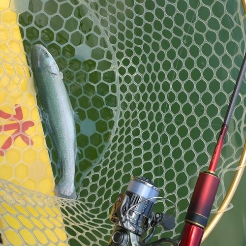 レインボートラウトの釣果