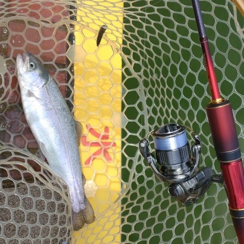 レインボートラウトの釣果