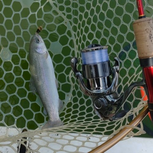 レインボートラウトの釣果
