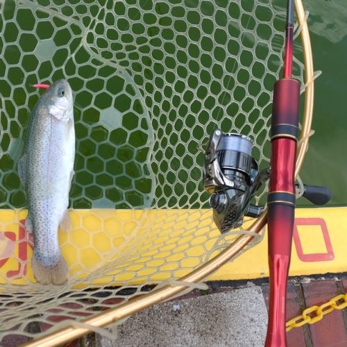 レインボートラウトの釣果