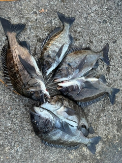 チヌの釣果