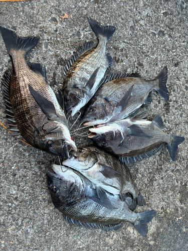 チヌの釣果