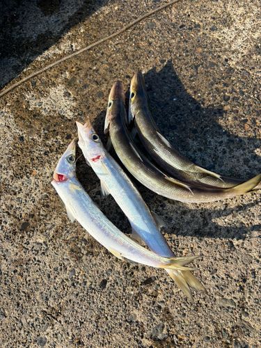 カマスの釣果
