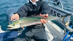 サゴシの釣果