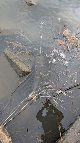 コイの釣果