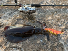 アオリイカの釣果