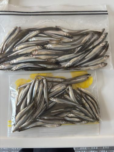ワカサギの釣果
