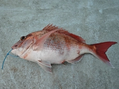 タイの釣果