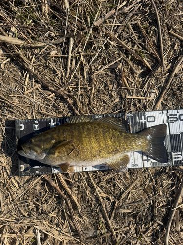 スモールマウスバスの釣果