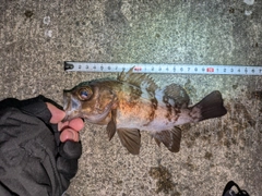 メバルの釣果