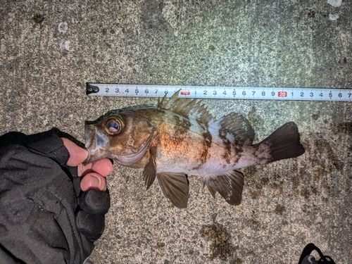メバルの釣果