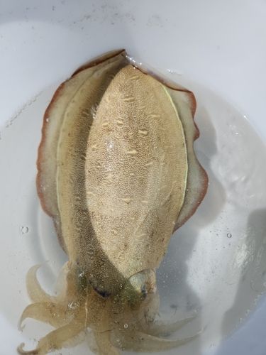 モンゴウイカの釣果