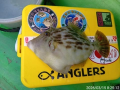 カワハギの釣果