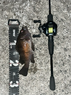 シロメバルの釣果