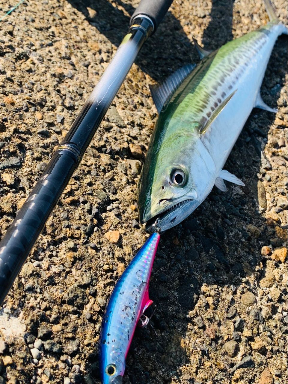DAIWA 23シーバスフラット X 96Mの最安値・インプレ・釣果 | 本音の