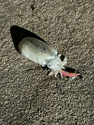 コウイカの釣果