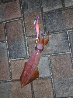 ケンサキイカの釣果