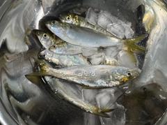 コハダの釣果