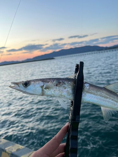 サゴシの釣果