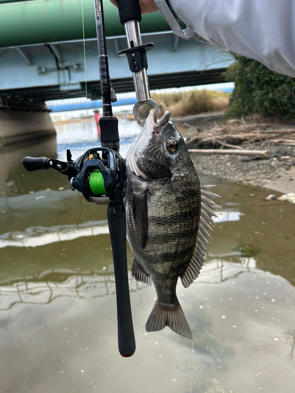 DAIWA 21スティーズ A TW HLC 7.1Lの最安値・インプレ・釣果 | 本音の