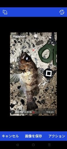 メバルの釣果