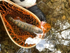 ヤマメの釣果