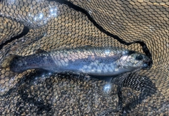 レインボートラウトの釣果