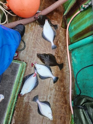 ソウハチの釣果