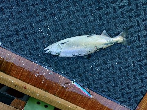サクラマスの釣果