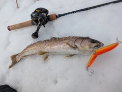 アメマスの釣果