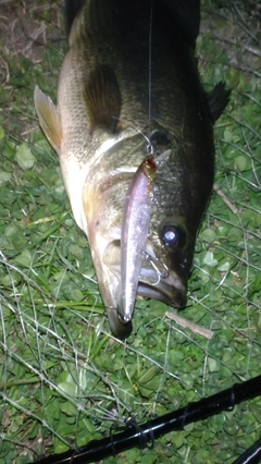 ラージマウスバスの釣果