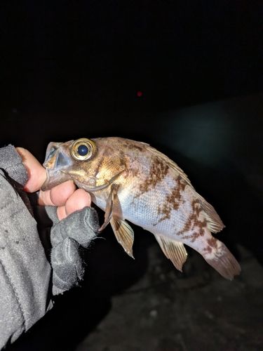 メバルの釣果