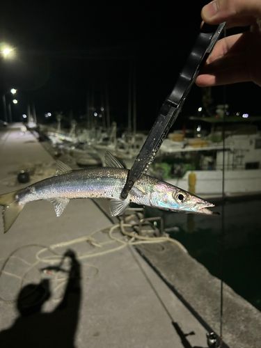アカカマスの釣果