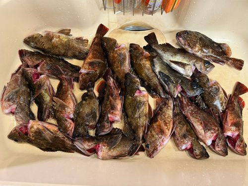 カサゴの釣果
