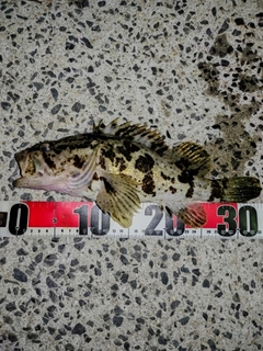 タケノコメバルの釣果