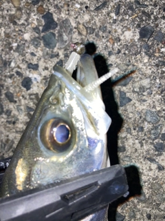 フッコ（タイリクスズキ）の釣果