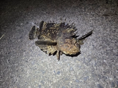 オニオコゼの釣果